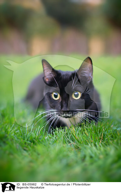 liegende Hauskatze / lying cat / BS-05982