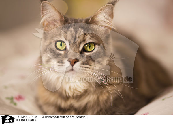 liegende Katze / lying cat / MAS-01195