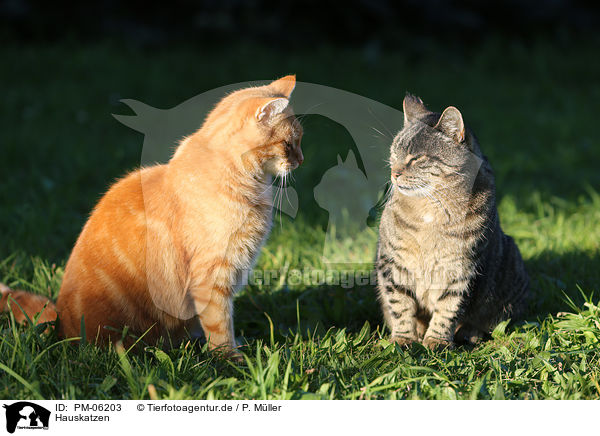 Hauskatzen / domestic cats / PM-06203