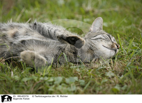 liegende Katze / lying cat / RR-85578
