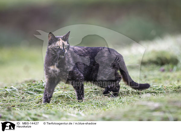 Hauskatze / domestic cat / MBS-14427