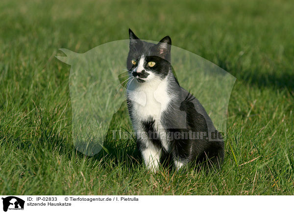sitzende Hauskatze / sitting cat / IP-02833