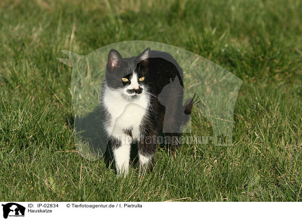 Hauskatze / cat / IP-02834
