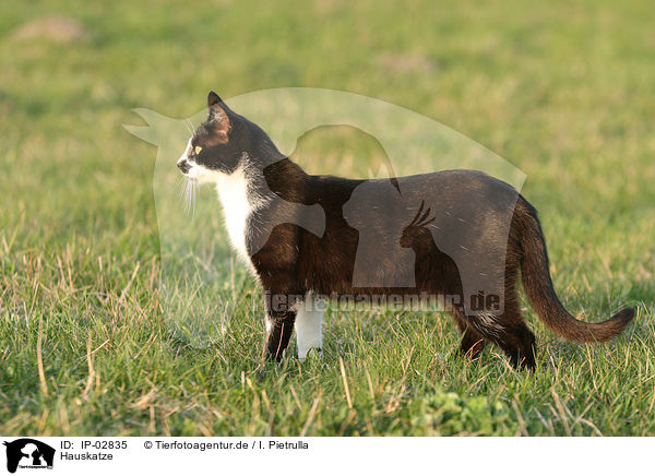 Hauskatze / cat / IP-02835