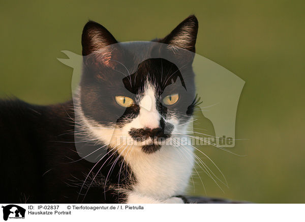 Hauskatze Portrait / cat portrait / IP-02837