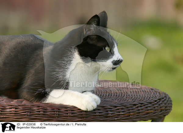 liegender Hauskatze / lying cat / IP-02838
