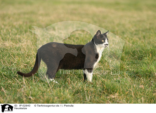 Hauskatze / cat / IP-02840