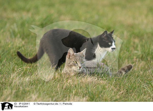 Hauskatzen / cats / IP-02841