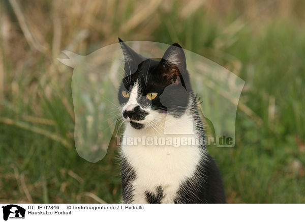Hauskatze Portrait / cat portrait / IP-02846