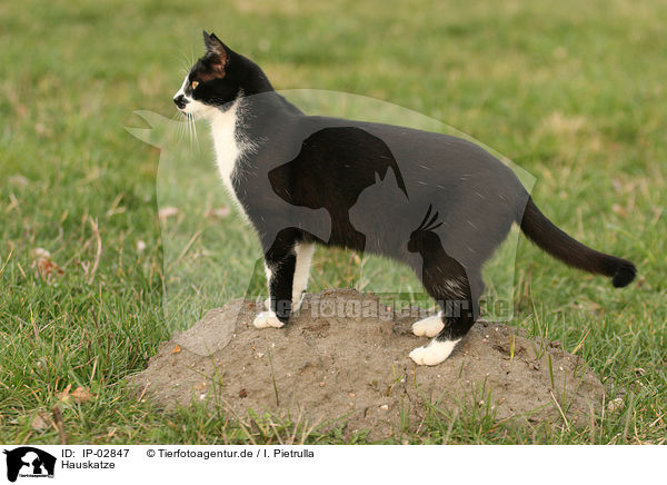 Hauskatze / cat / IP-02847