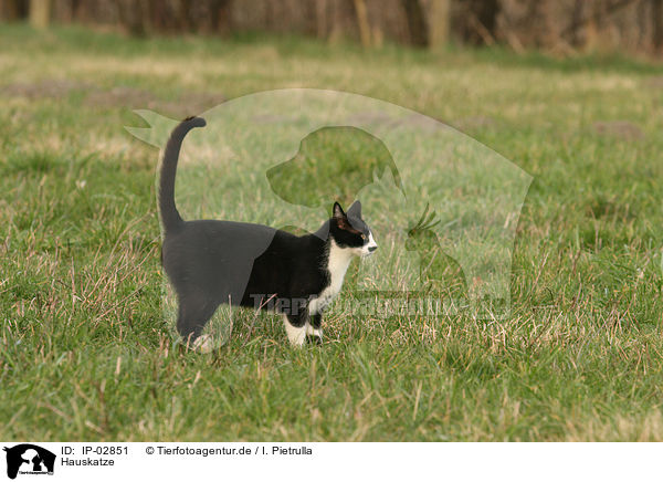 Hauskatze / cat / IP-02851