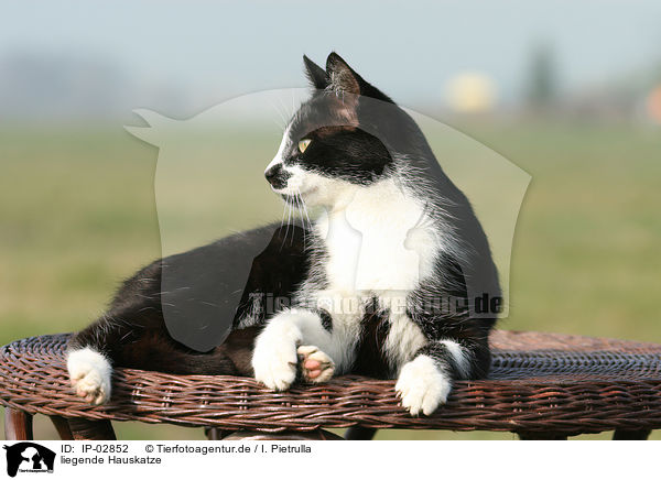 liegende Hauskatze / lying cat / IP-02852