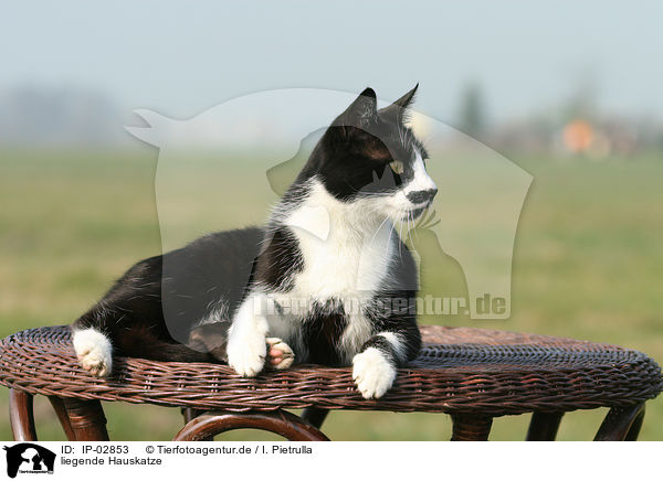 liegende Hauskatze / lying cat / IP-02853