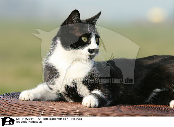liegende Hauskatze / lying cat / IP-02854