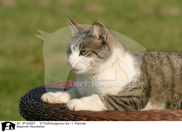 liegende Hauskatze / lying cat / IP-02857