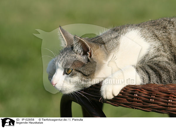 liegende Hauskatze / lying cat / IP-02858