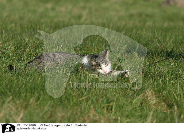 spielende Hauskatze / playing cat / IP-02869