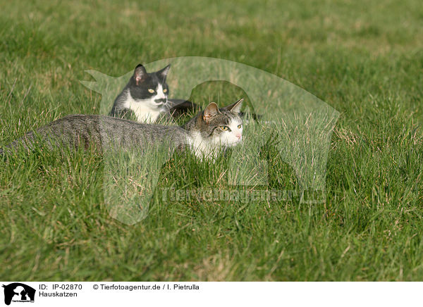 Hauskatzen / cats / IP-02870