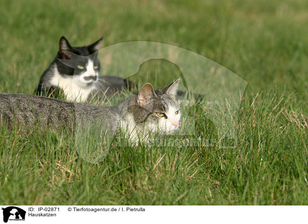 Hauskatzen / cats / IP-02871