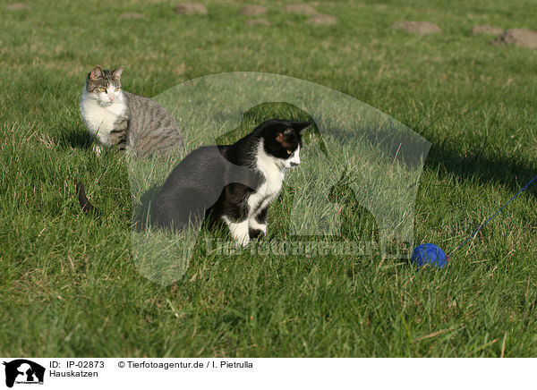Hauskatzen / cats / IP-02873