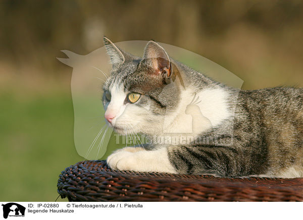 liegende Hauskatze / lying cat / IP-02880