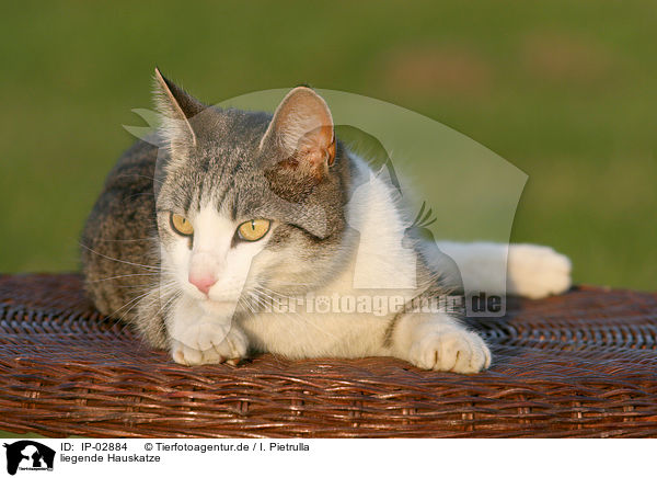 liegende Hauskatze / lying cat / IP-02884