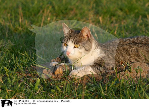 liegende Hauskatze / lying cat / IP-02886