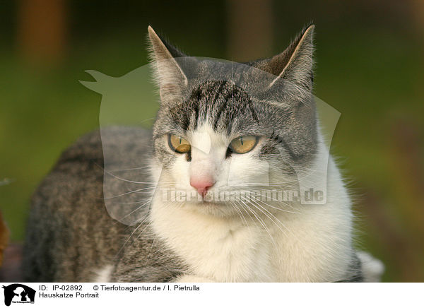 Hauskatze Portrait / cat portrait / IP-02892