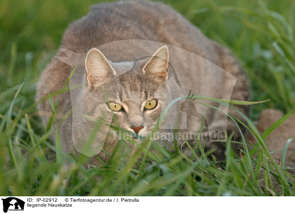 liegende Hauskatze / lying cat / IP-02912