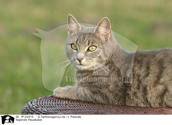 liegende Hauskatze / lying cat / IP-02915