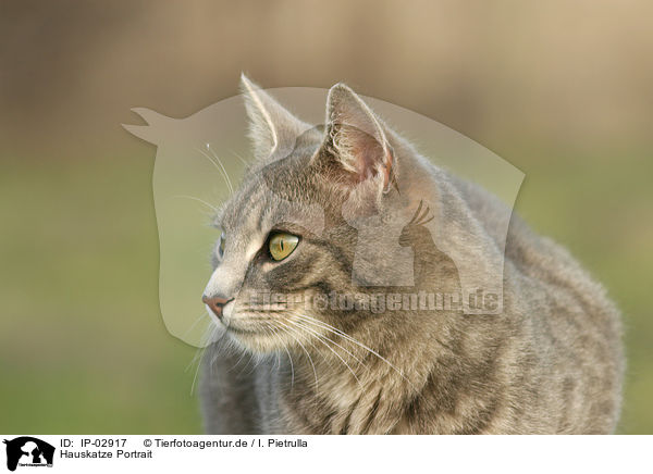 Hauskatze Portrait / cat portrait / IP-02917