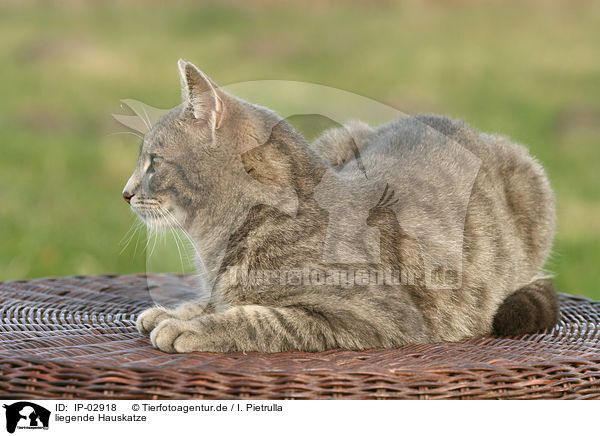 liegende Hauskatze / lying cat / IP-02918
