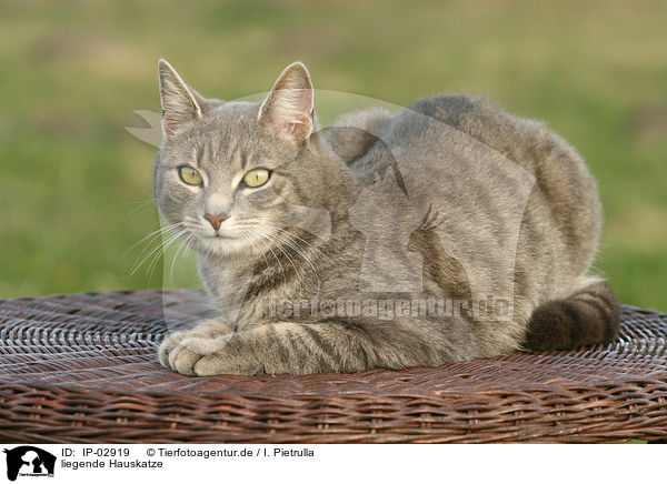 liegende Hauskatze / lying cat / IP-02919