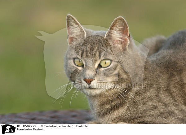 Hauskatze Portrait / cat portrait / IP-02922