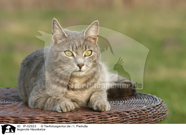 liegende Hauskatze / lying cat / IP-02923