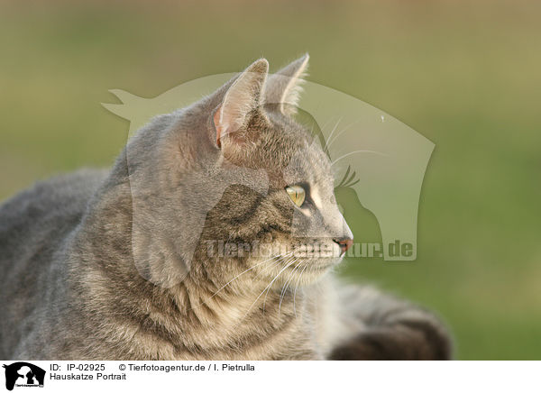 Hauskatze Portrait / cat portrait / IP-02925