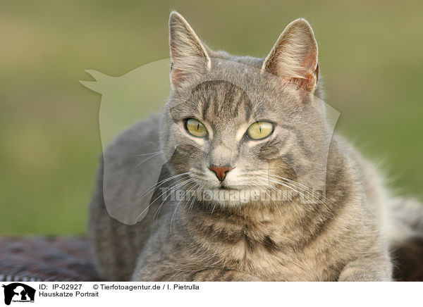 Hauskatze Portrait / cat portrait / IP-02927