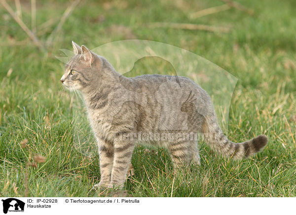 Hauskatze / cat / IP-02928