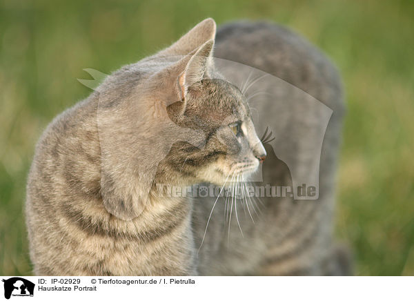 Hauskatze Portrait / cat portrait / IP-02929