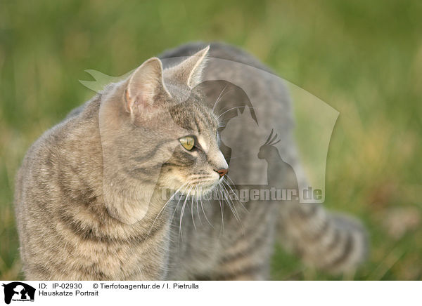 Hauskatze Portrait / cat portrait / IP-02930