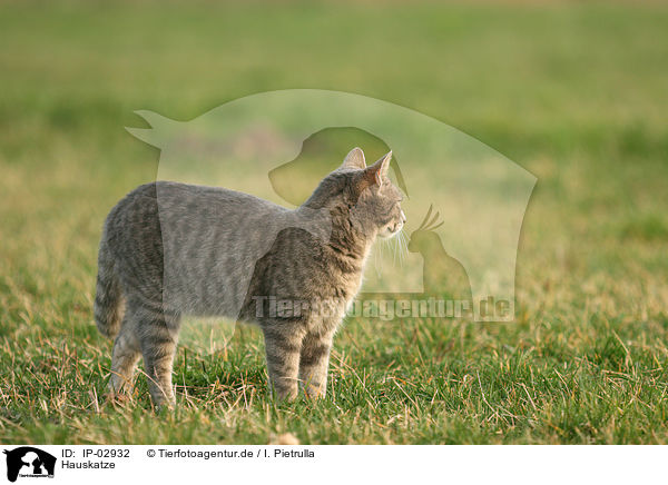 Hauskatze / cat / IP-02932