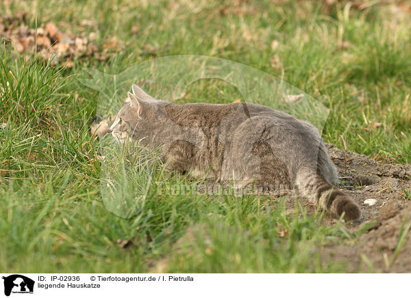 liegende Hauskatze / lying cat / IP-02936