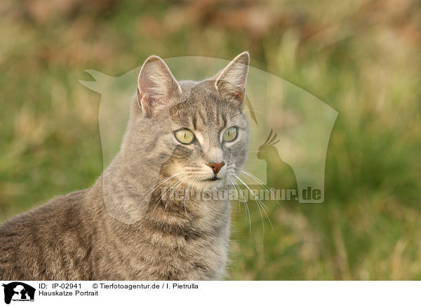 Hauskatze Portrait / cat portrait / IP-02941