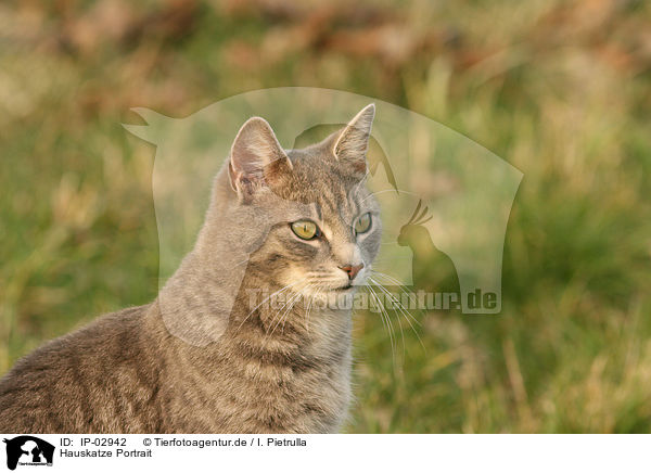 Hauskatze Portrait / cat portrait / IP-02942