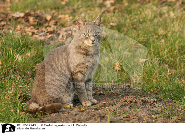 sitzende Hauskatze / sitting cat / IP-02943
