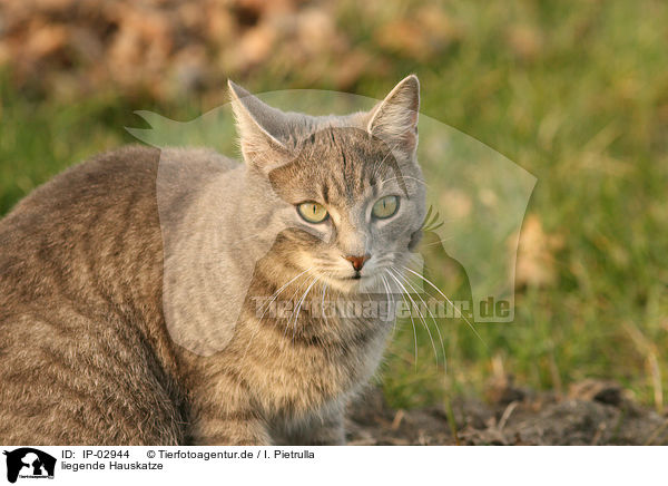 liegende Hauskatze / lying cat / IP-02944