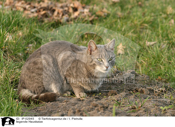 liegende Hauskatze / lying cat / IP-02945