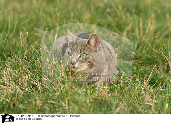 liegende Hauskatze / lying cat / IP-02946