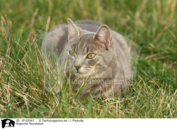 liegende Hauskatze / lying cat / IP-02947