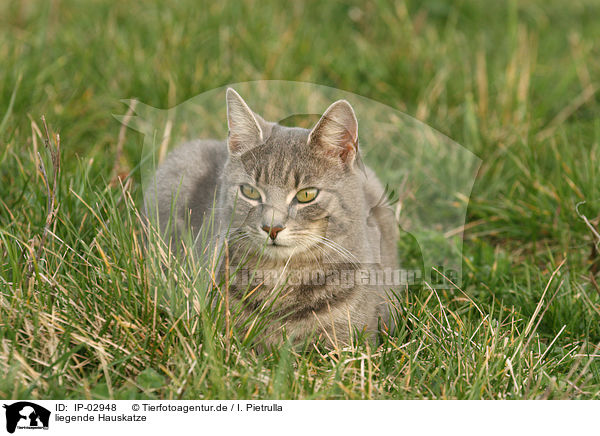 liegende Hauskatze / lying cat / IP-02948